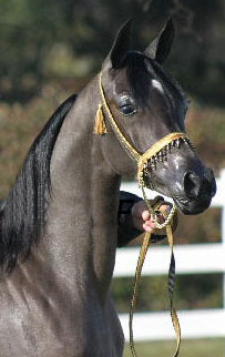 Grey Filly by Gazal Al Shaqab