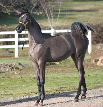 Grey Arabian colt by Gazal al Shaqab