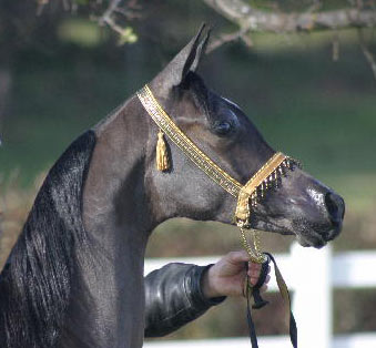 Grey Filly by Gazal Al Shaqab