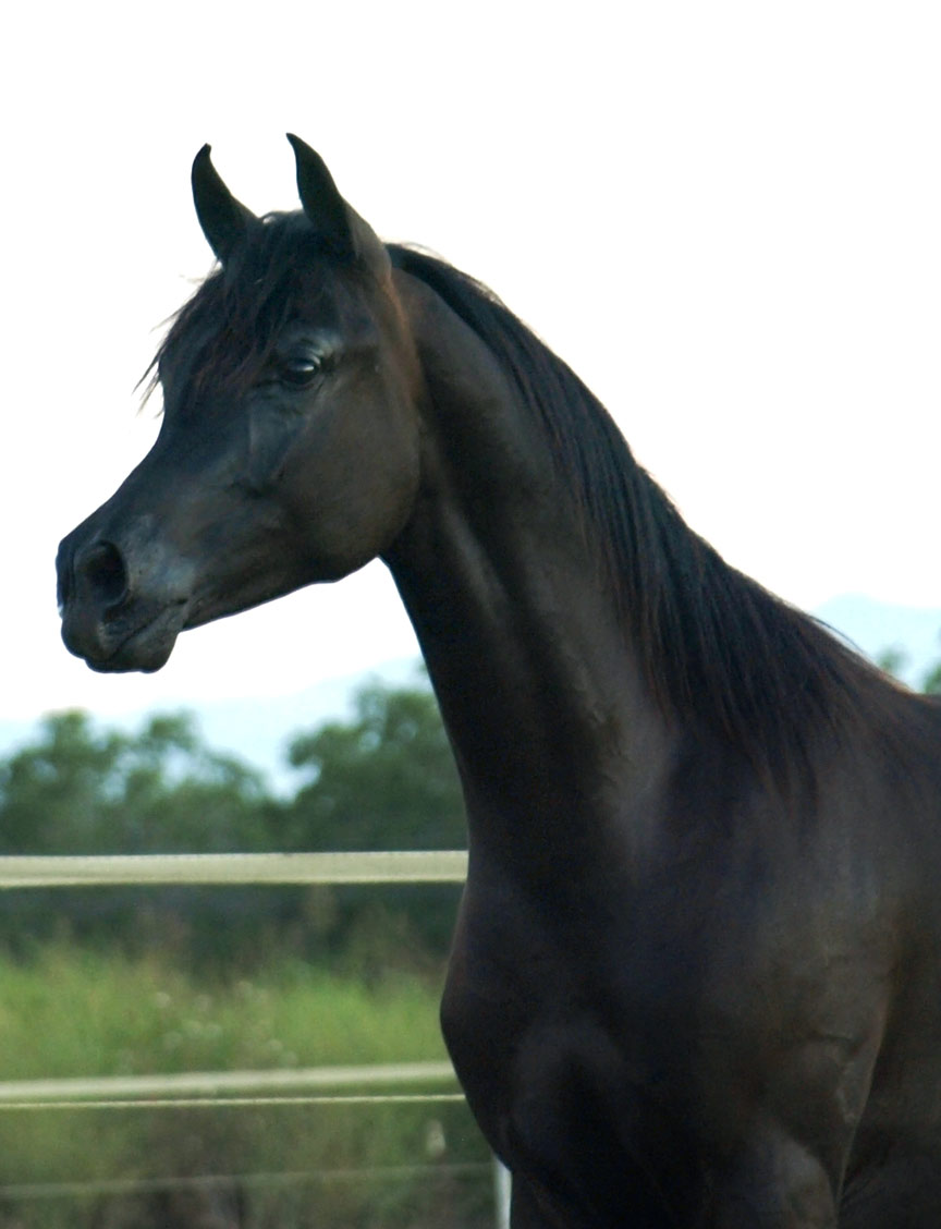 Homozygous black colt by Ferric BP