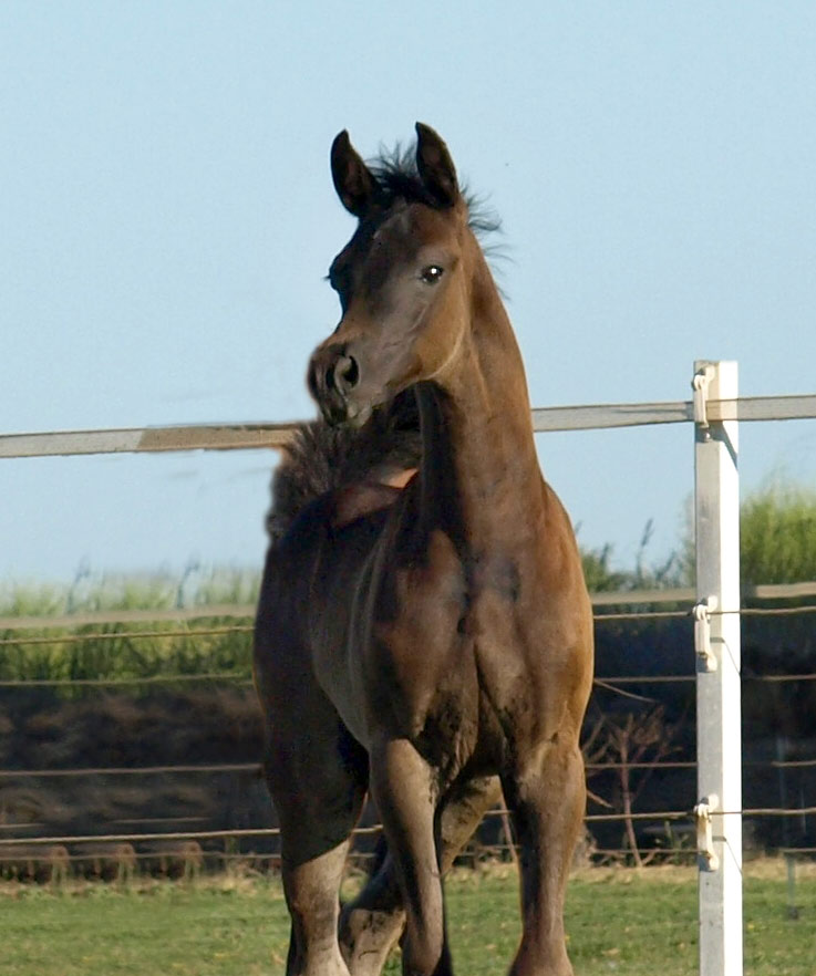2014 homozgous black colt by Ferric BP