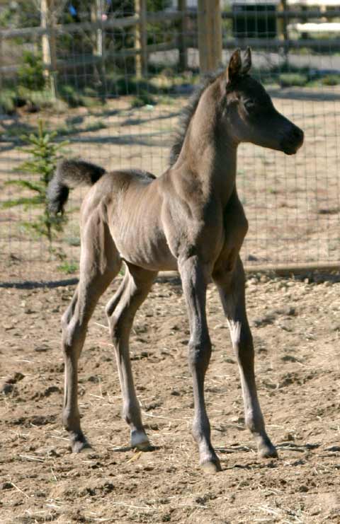 Black 06 colt by trev