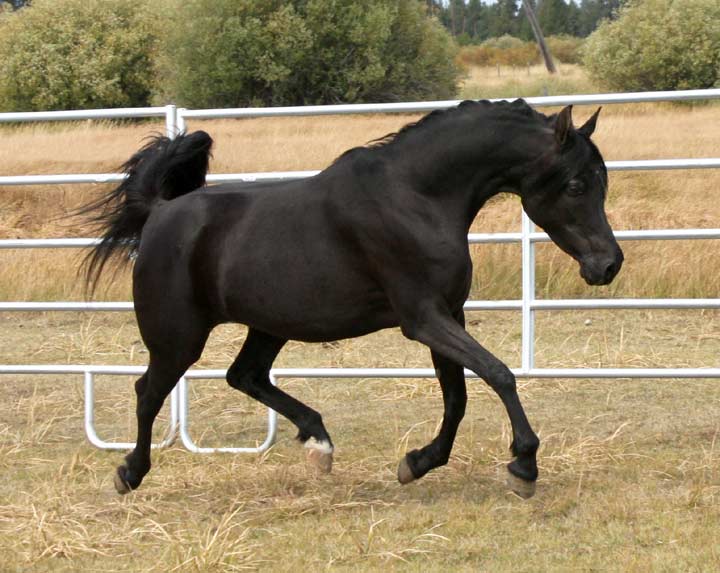 black Arabian mare by Ravvens Jafar