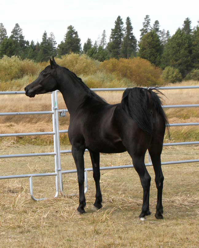 Black Arabian mare by Ravvens Jafar