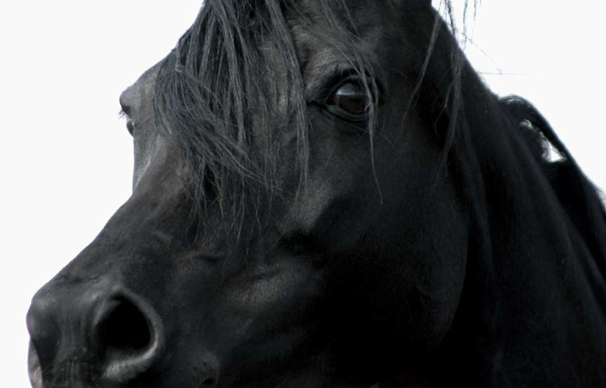Black Arabian mare by Ravvens Jafar