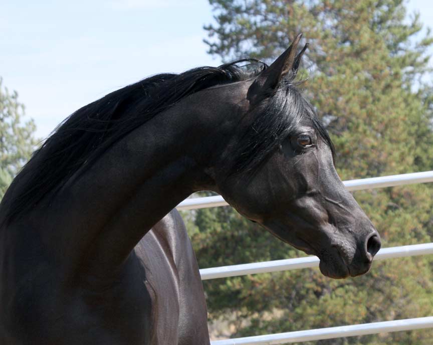 Black Arabian mare by Ravvens Jafar