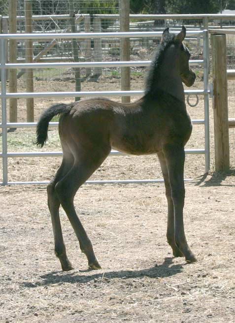 Black Arabian colt by pfc Trevallon