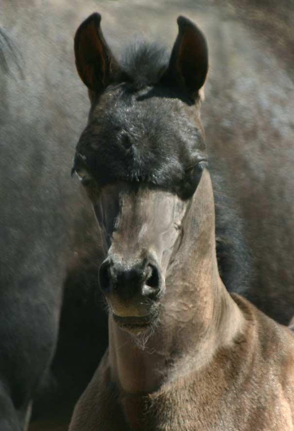 Black Arabian colt by pfc Trevallon