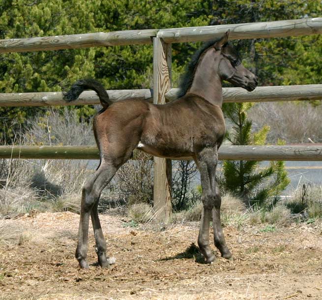 Black Arabian colt by pfc Trevallon