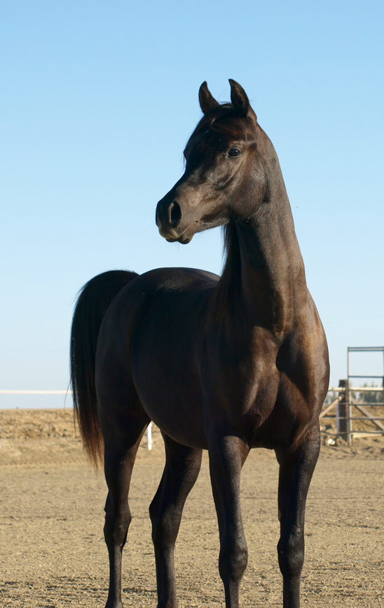 Black Arabian colt