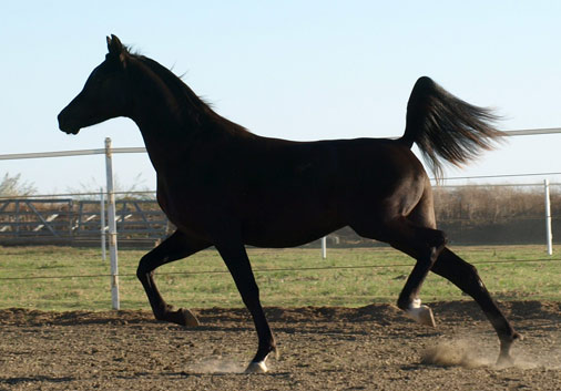 Black Arabian colt by Triton Bp