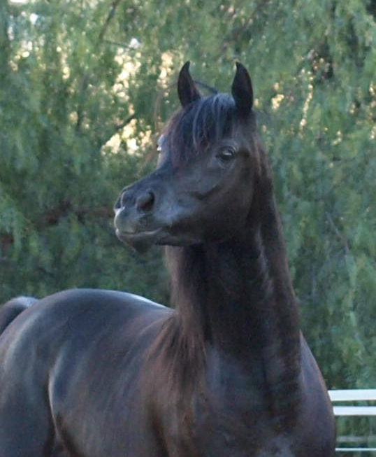 Homozygous black colt by Ferric BP