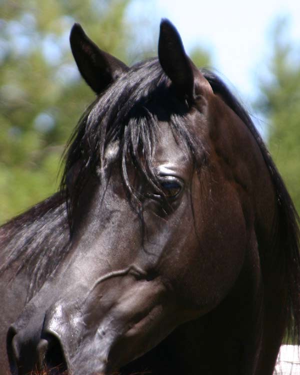 Black Arabian mare by Magnu Psyche