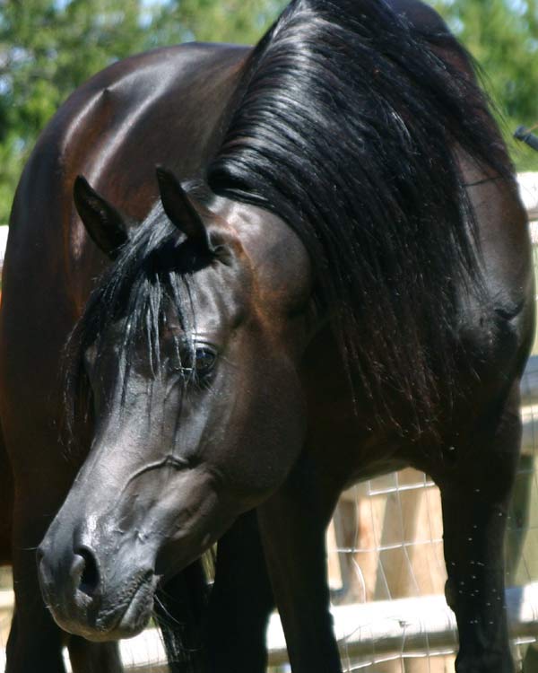 Black Arabian mare by Magnu Psyche