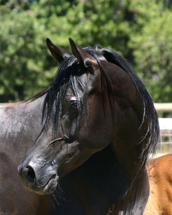 Black Arabian mare by Magnu Psyche
