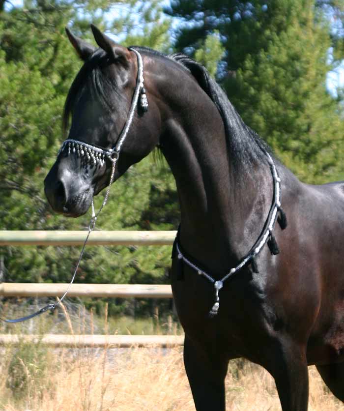Black Arabian mare by Magnum Psyche