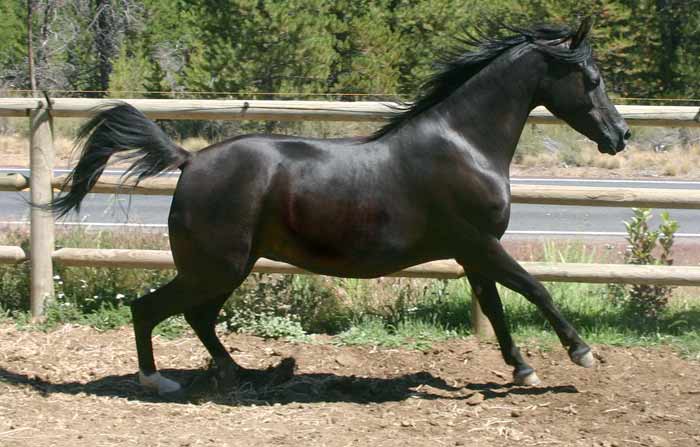 Black Arabian mare by Magnum Psyche