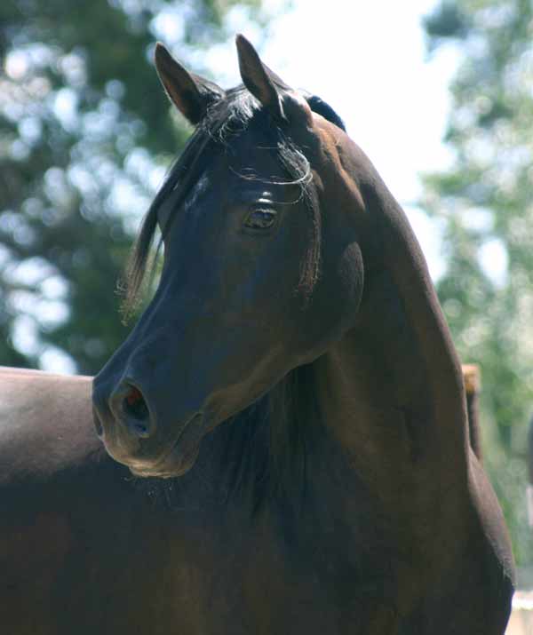 Black Arabian mare by Magnum Psyche