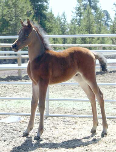 Bay colt by black Arabian stallion pfc Trevallon