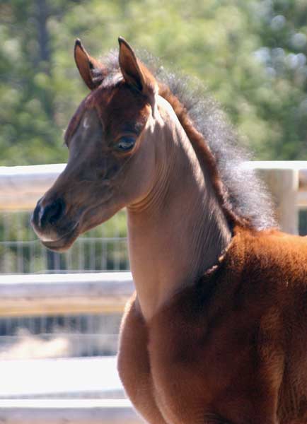 Bay colt by black Arabian stallion pfc Trevallon