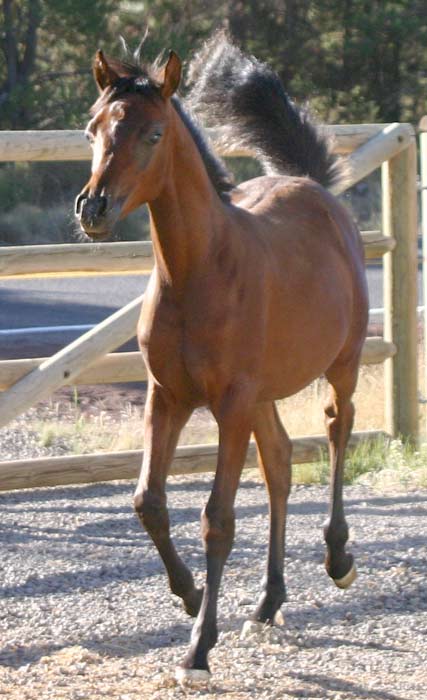 Bay Arabian colt by Black Arabian stallion pfc Trevallon