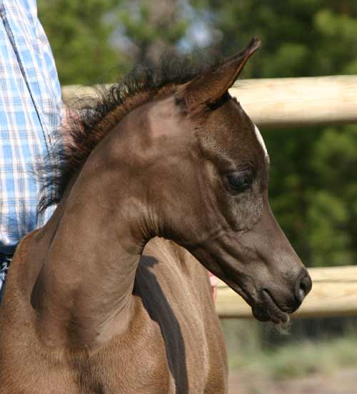 Black Arabian colt by pfc Trevallon