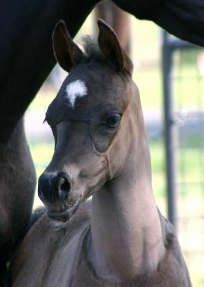 Black Arabian colt by pfc Trevallon