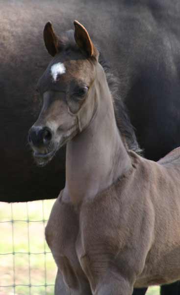 Black Arabian colt by pfc Trevallon