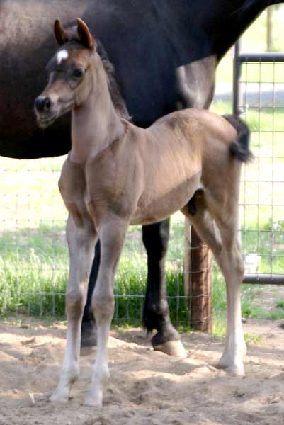 Black Arabian colt by pfc Trevallon