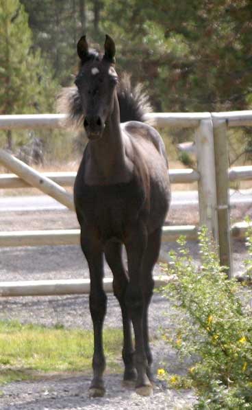 Black Arabian Colt by pfc Trevallon