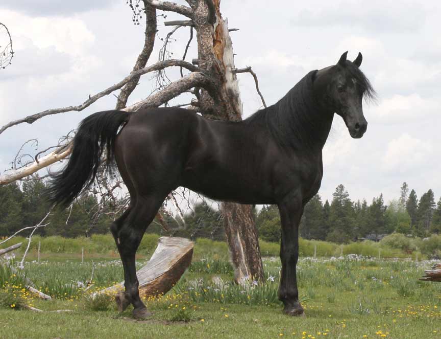 Black Arabian colt by pfc Trevallon