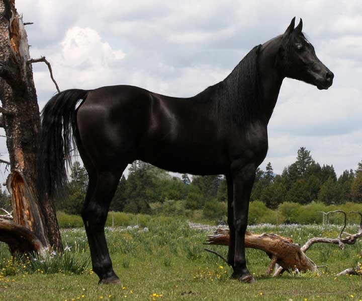 Black Arabian colt by pfc Trevallon