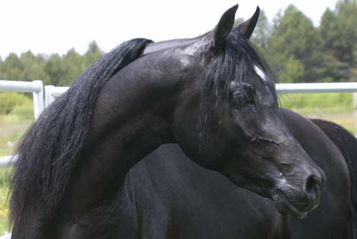 Black Arabian colt by pfc Trevallon