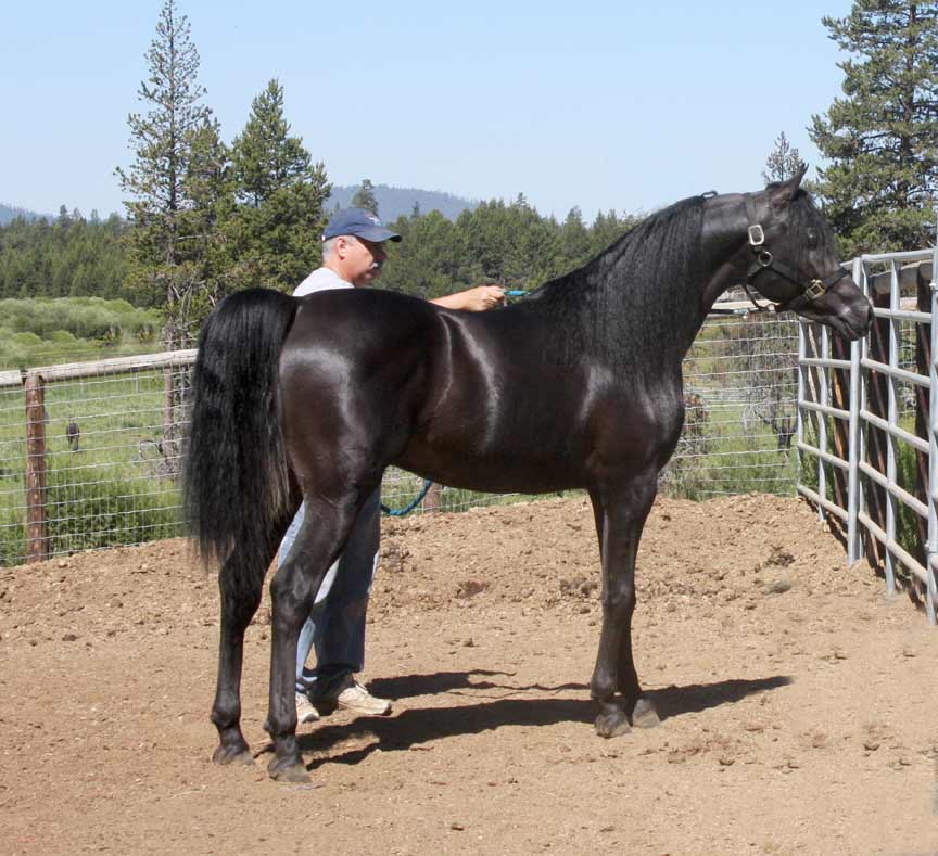 Black Arabian colt by pfc Trevallon