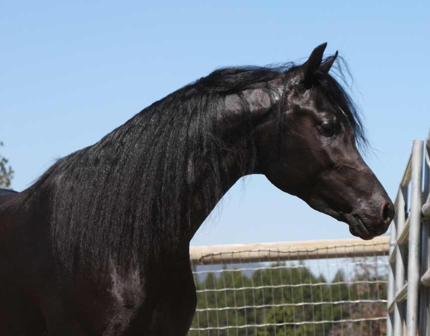 Black Arabian colt by pfc Trevallon