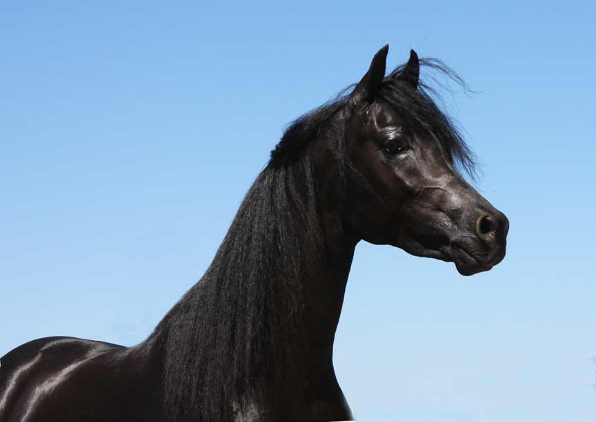 Black Arabian colt by pfc Trevallon