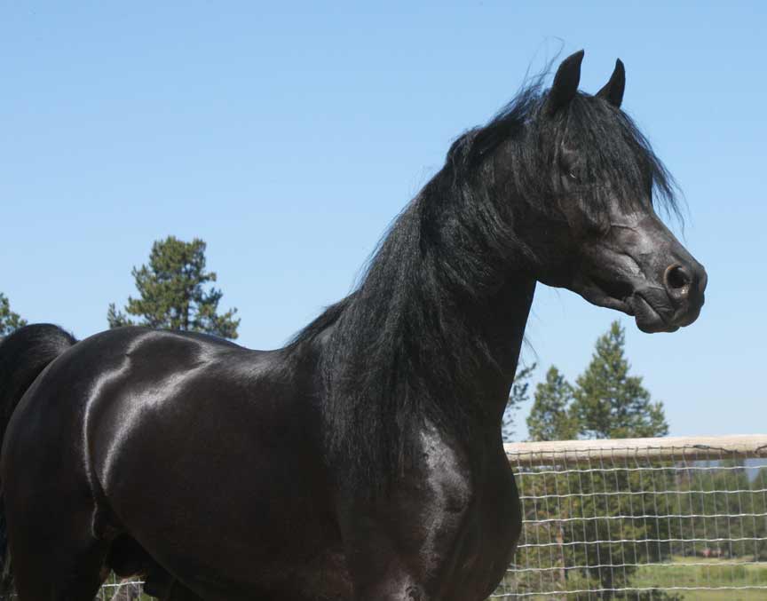 Black Arabian colt by pfc Trevallon