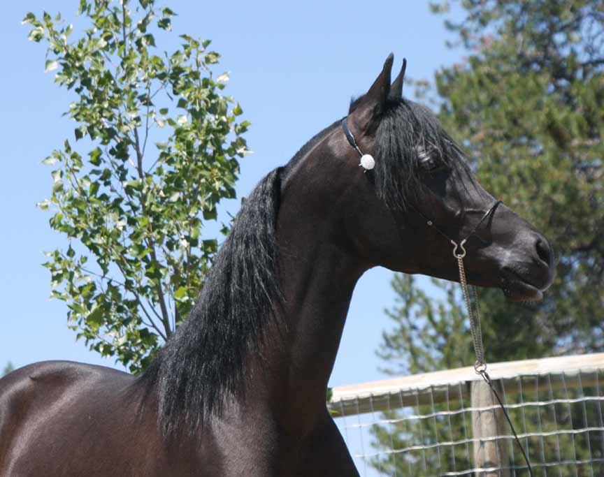 Black Arabian colt by pfc Trevallon
