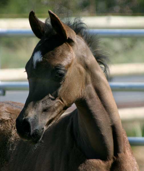 Black Arabian colt by pfc Trevallon