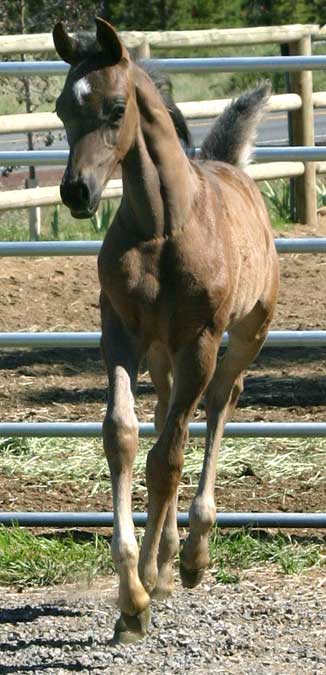 Black Arabian colt by pfc Trevallon