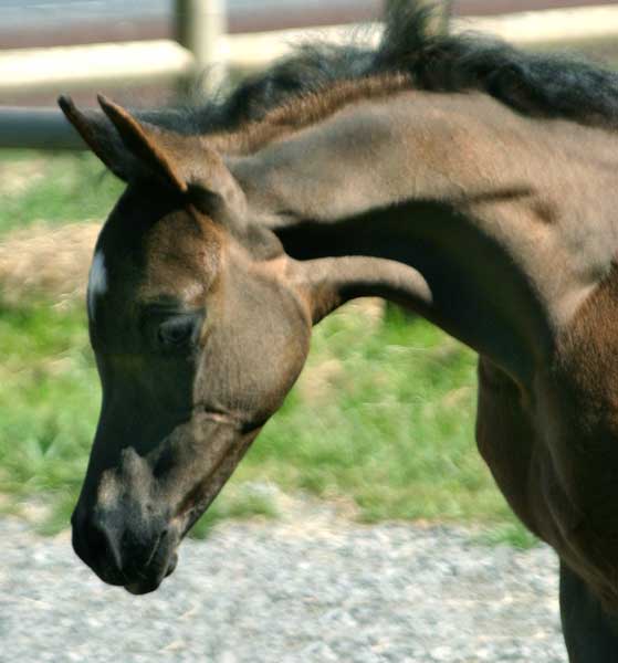 Black Arabian colt by pfc Trevallon