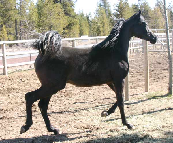 Black Arabian colt by pfc Trevallon