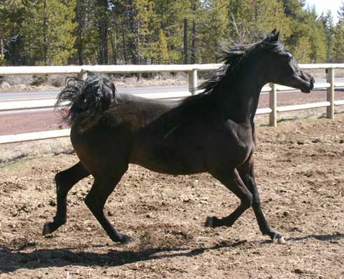 Black Arabian colt by pfc Trevallon