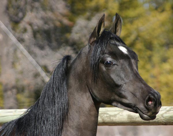 Black Arabian colt by pfc Trevallon