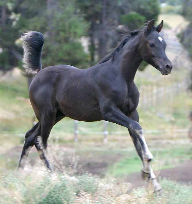 Black Arabian colt by pfc Trevallon