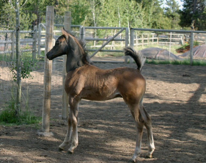 Black Arabian colt by pfc Trevallon