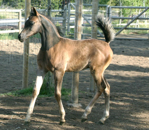 Black Arabian colt by pfc Trevallon