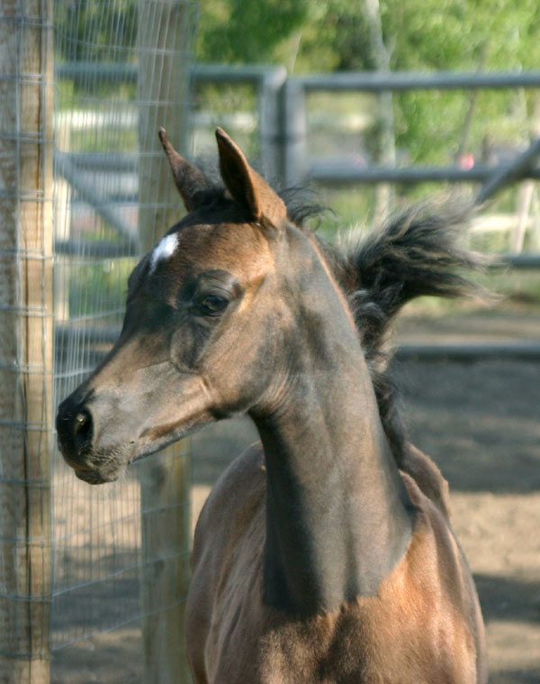 Black Arabian colt by pfc Trevallon