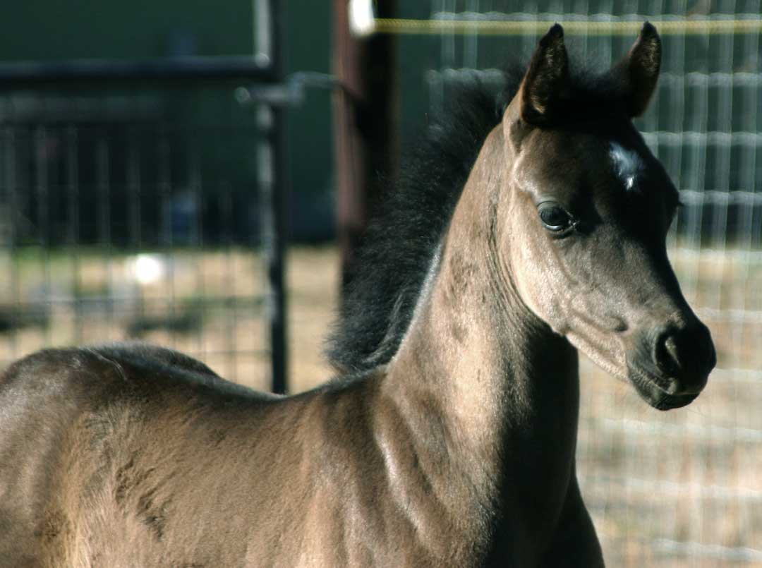 Black Arabian colt by Trevallon
