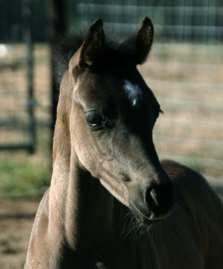 Black Arabian colt by Trevallon